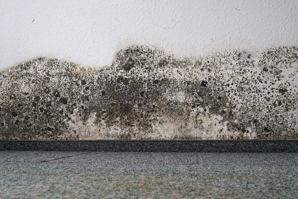 Mold Damage